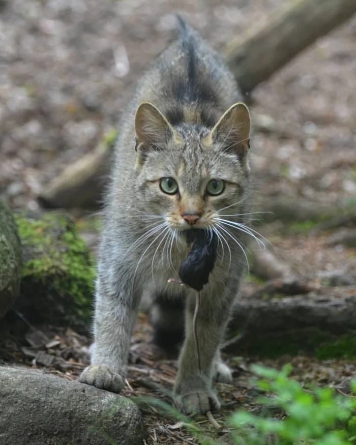 Scottish wildcats love to eat rabbits, - Forest cat, Small cats, Cat family, Predatory animals, Wild animals, Zoo, Mining, Mouse, The photo