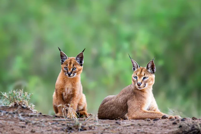 Family of caracals - Caracal, Young, The photo, Alexey Osokin, wildlife, Wild animals, Cat family, Small cats, Masai Mara, Kenya, Africa, Reserves and sanctuaries, Telegram (link)