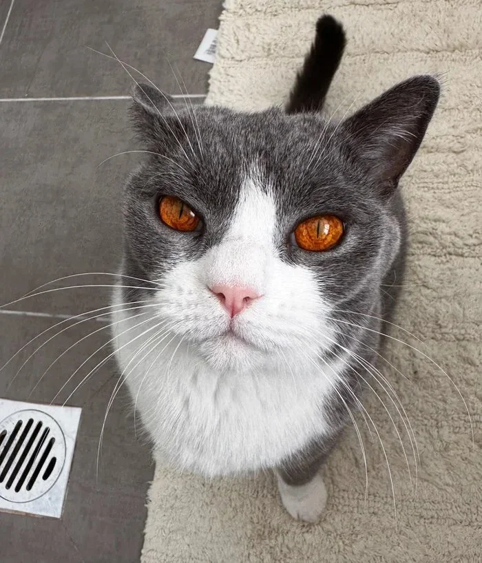 Reincarnation of Sauron - cat, Eye, Eyes, Color