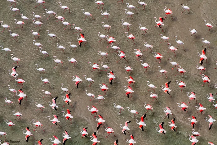 Flamingos glide through shallow water - Flamingo, Birds, Wild animals, wildlife, Mozambique, Africa, The photo