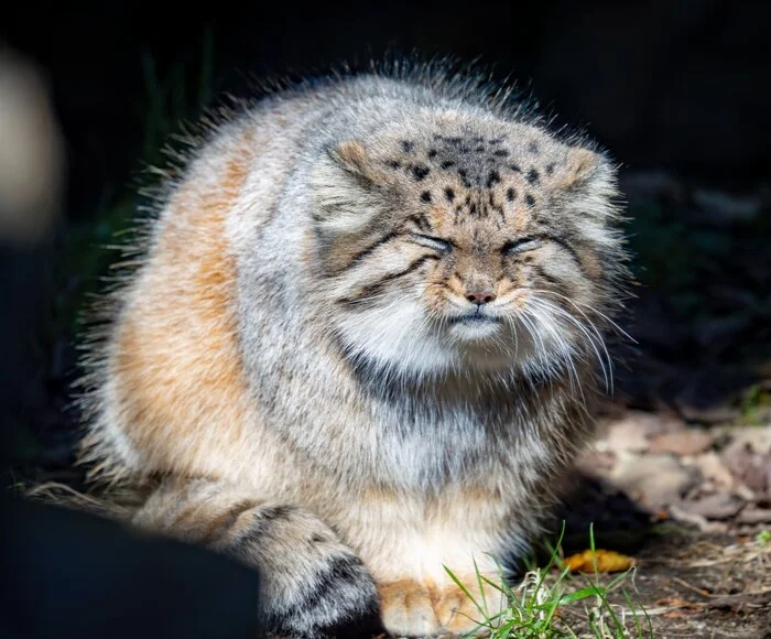 Ugh... This Monday of yours again... - Wild animals, Zoo, Predatory animals, Cat family, Pallas' cat, Small cats