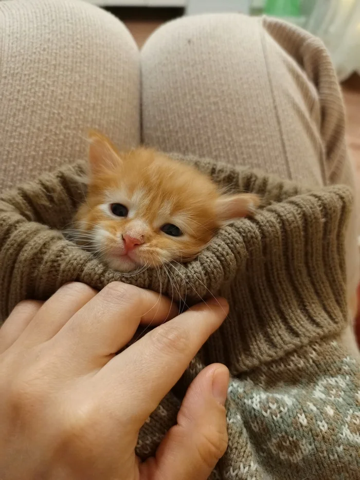 Ginger weekdays - My, Southern Urals, Relaxation, Longpost, cat, The photo