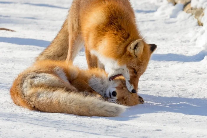 Not a day without a bite - The photo, Fox, Animals, In the animal world, Kus, Winter, Snow