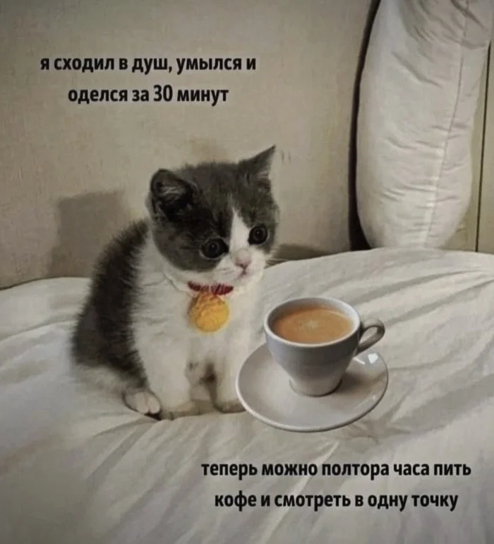 Every morning on weekdays - Survey, Memes, cat, Funny animals, Fluffy, Sad humor, Pet the cat, Demotivator, Picture with text