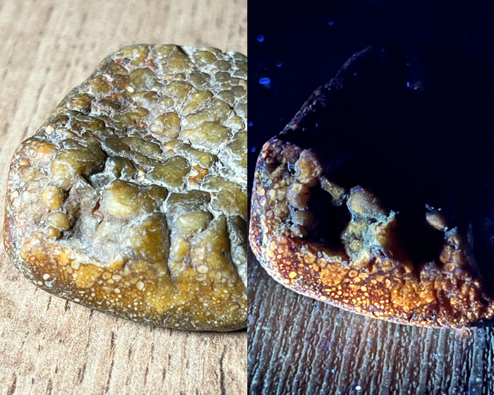 Кремень с окаменелостями морских обитателей