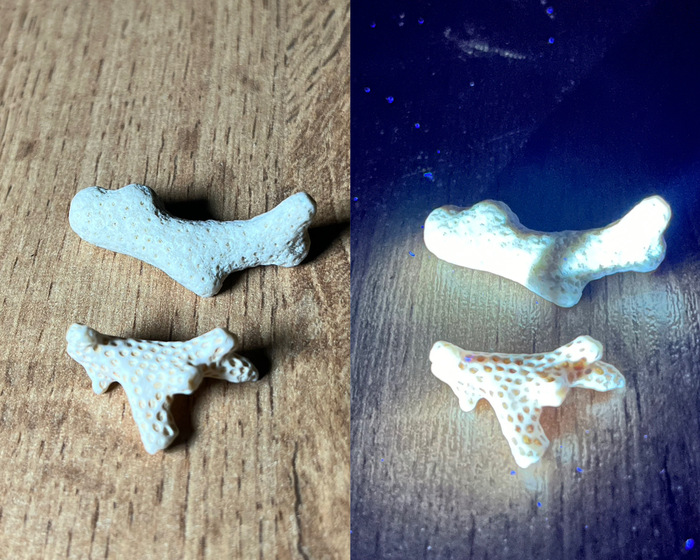 Окаменелые кораллы