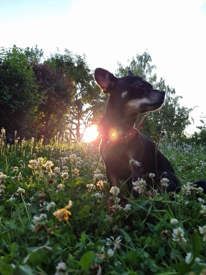 Cuteness on a Monday morning - My, Dog, Milota, Monday, Chihuahua, Pets