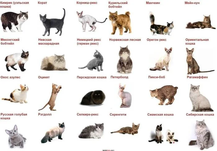 Cat breeds: catalog in one list - My, Breed, cat, List, Longpost