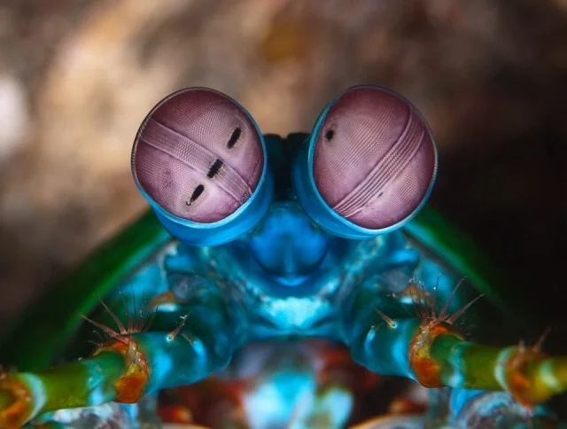 It probably hurts - mantis shrimp, Crab, Claws, Aquarium, Video, Vertical video, Longpost