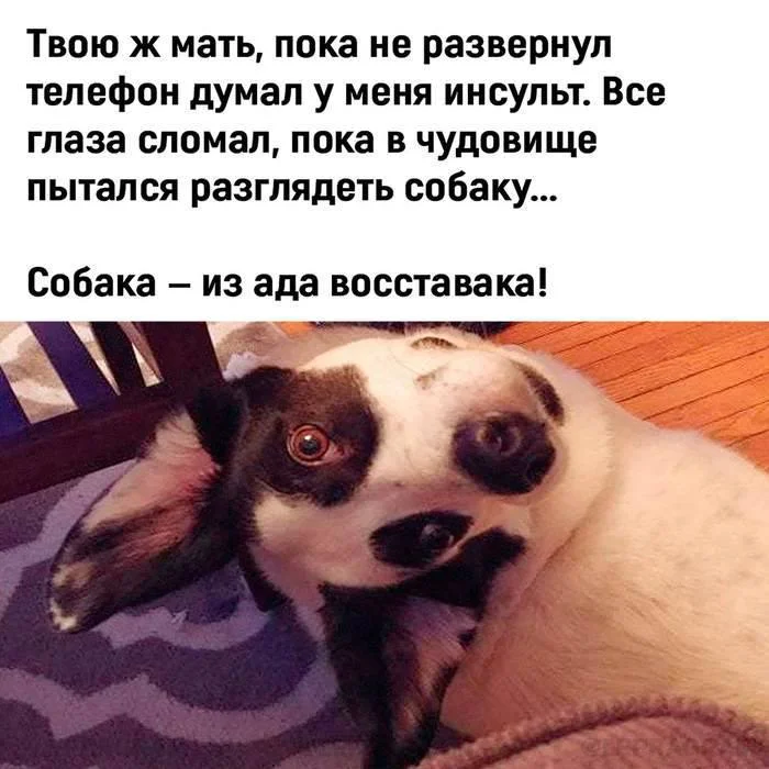 Собака-запутака - Юмор, Картинка с текстом, Telegram (ссылка), Повтор, Собака, Показалось