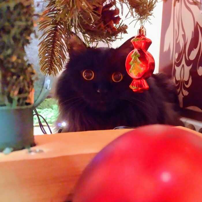 These eyes opposite... - My, cat, Black cat, Christmas tree, Eyes, Pets, The photo