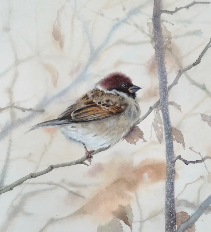 Sparrow in winter, watercolor - My, Watercolor, Painting, Traditional art, Sparrow