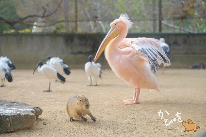 Run, drip, run!!! - Wild animals, Zoo, Capybara, Rodents, Young, Pelican, Birds