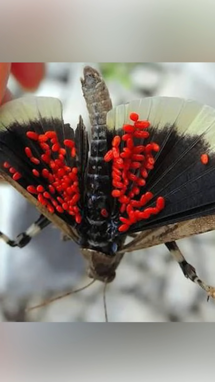 Нестандартный клещ