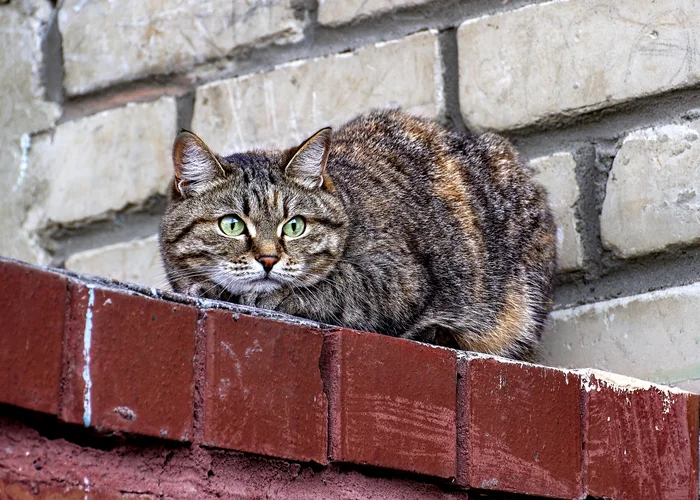 Вид снизу - Моё, Фотография, Canon, Уличная фотография, Прогулка по городу, Кот, Стена, Начинающий фотограф