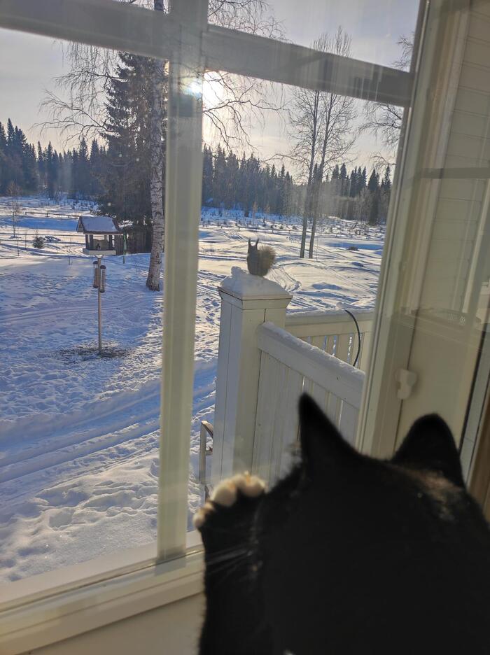 A cat looks at a squirrel, which looks at a bird - cat, Squirrel, Birds, Trough, Snow, Winter, Window, Voyeurism