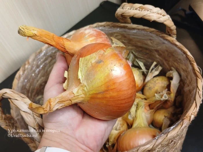 Agronomist RECOMMENDS: When to harvest onions and garlic - My, Gardening, Garden, Garden, Dacha, Garlic, Onion