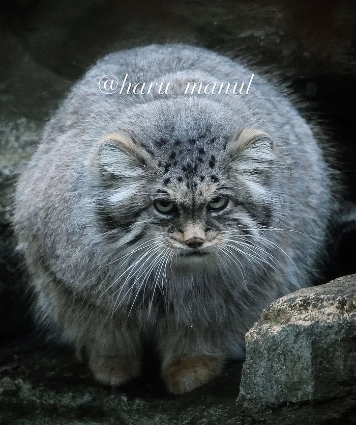 Unfriendly bun - Wild animals, Zoo, Predatory animals, Cat family, Pallas' cat, Small cats