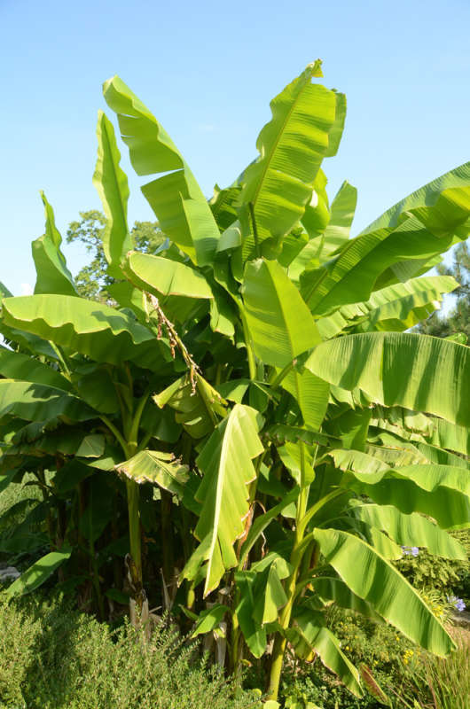 Japanese banana - My, Plants, Botany, Entertaining botany, Banana, Botmuseum, Botanical Museum of the Botanical Institute of the Russian Academy of Sciences, Botanical Museum, Longpost