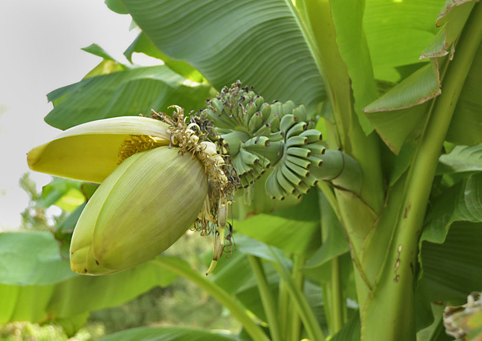   .    <!--noindex--><a href="https://pikabu.ru/story/banan_yaponskiy_12120640?u=http%3A%2F%2Fnikitasad.ru&t=nikitasad.ru&h=75f66c1fa9ef2267de630da43f6518b7c066576a" title="http://nikitasad.ru" target="_blank" rel="nofollow noopener">nikitasad.ru</a><!--/noindex-->.