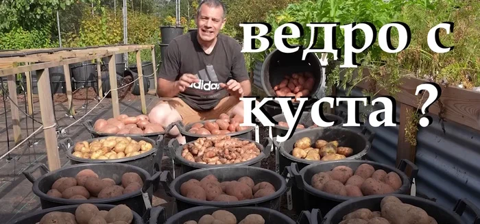 A Bucket of Potatoes from One Bush Is Not a Myth, but a Reality - My, Gardening, Garden, Garden, Dacha, House, Potato, Harvest, Soil, Fertility, Longpost