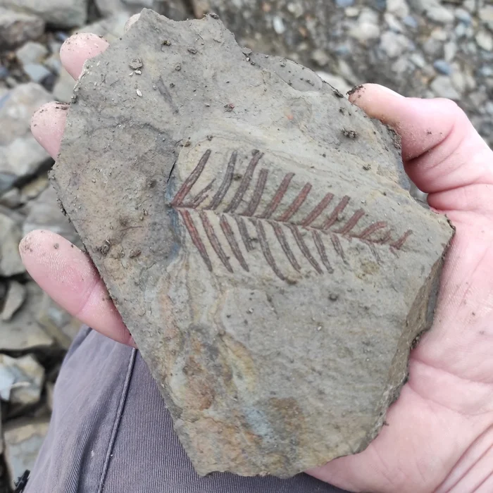 Today I went for imprints of ancient plants on stones. There are finds! Carboniferous period 298-358 million years - My, Fern, Paleozoic, Carbon, Carboniferous period, Fossils, Longpost