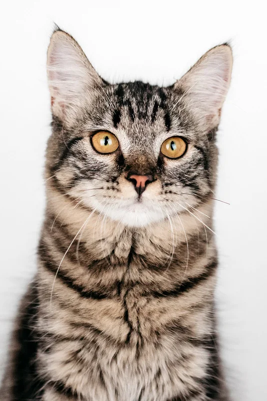 Tiger beauty with a fluffy tail Squirrel as a gift - Kittens, cat, Overexposure, Shelter, Pet the cat, In good hands, Moscow, Moscow region, Homeless animals, Volunteering, Longpost