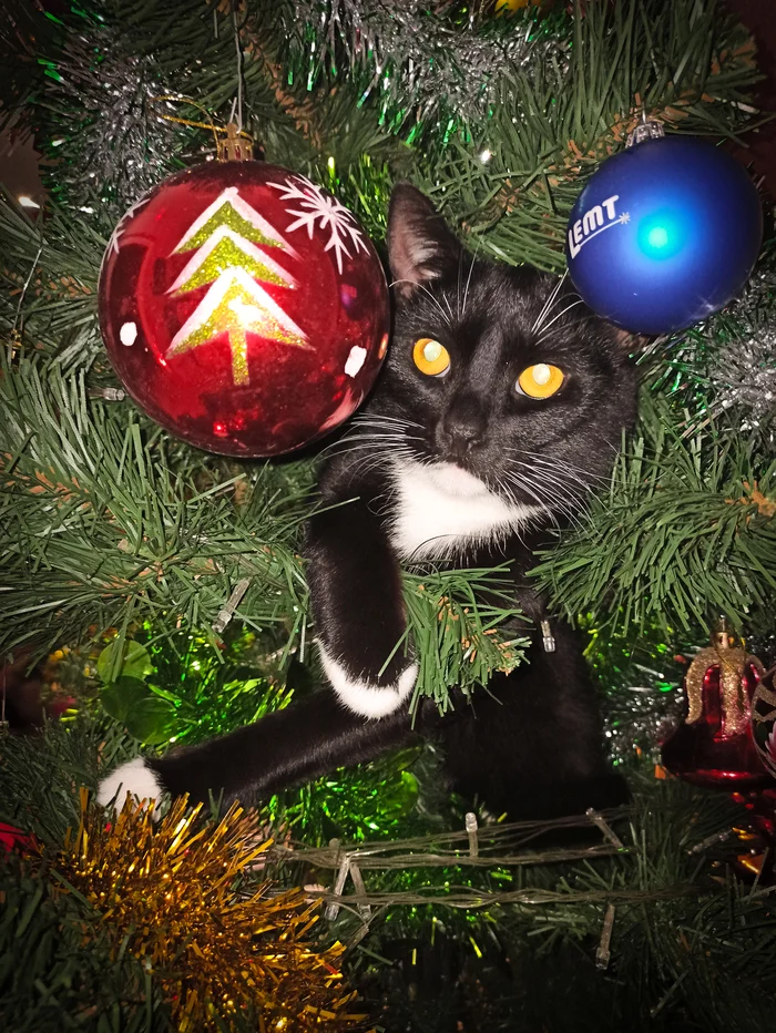 Christmas Cat Spruce - My, cat, New Year, Christmas trees, Christmas tree, Holidays