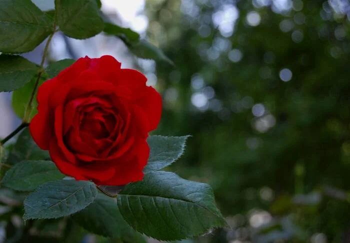 Rose - My, The photo, Flowers, the Rose