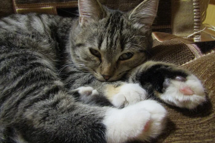 Let's rest - My, Milota, beauty, The photo, cat, Relaxation, Pets