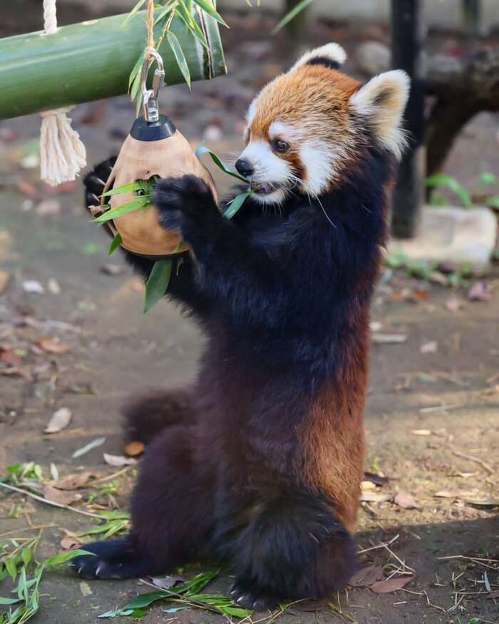 Puzzle - Red panda, Predatory animals, Wild animals, Zoo, Toys for animals, The photo