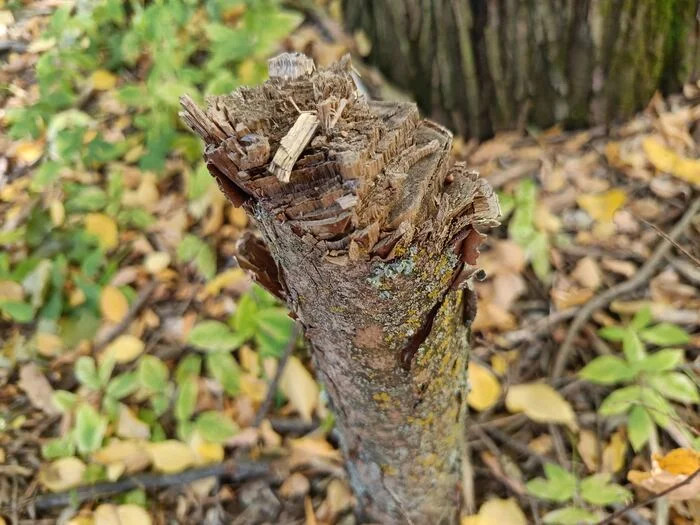 Tree - Tree, Log, Nature