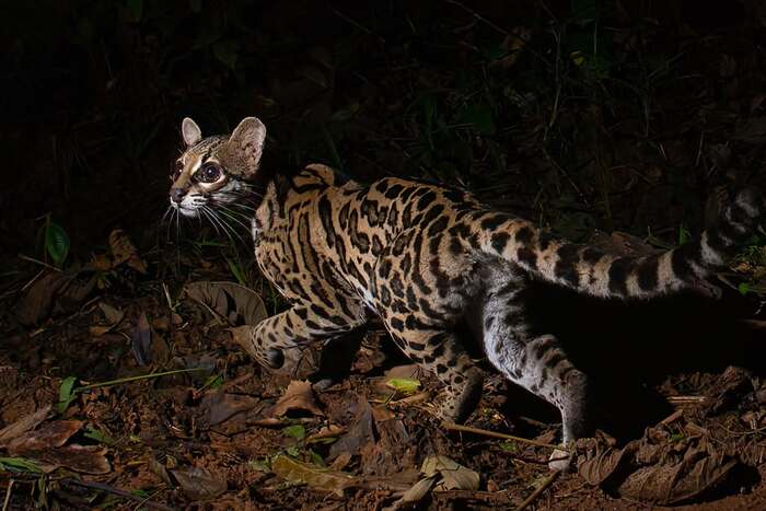 Long-tailed cat - Margay, Small cats, Cat family, Predatory animals, Wild animals, wildlife, Reserves and sanctuaries, Central America, The photo, Night shooting