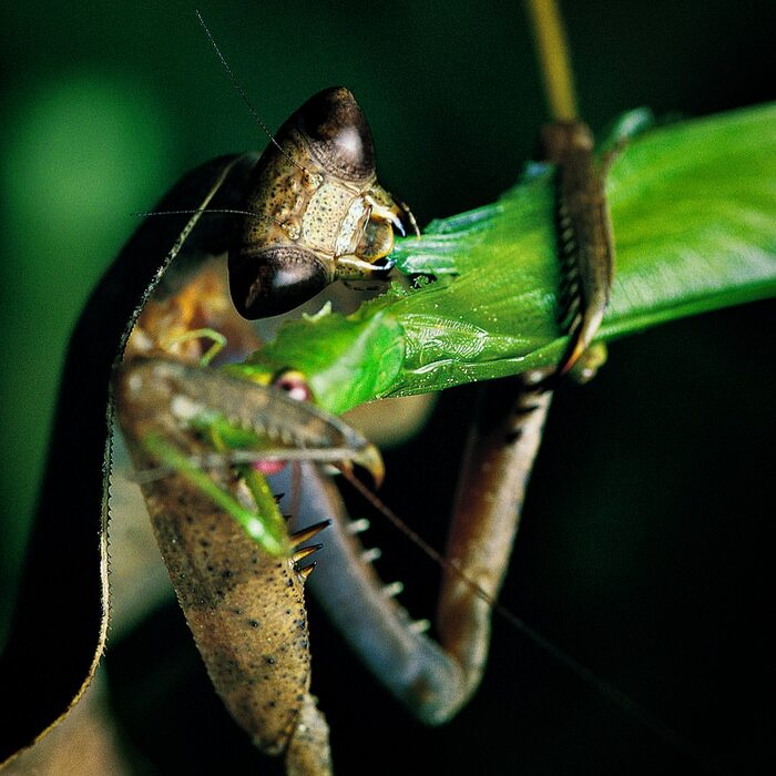Богомол, поедающий кузнечика