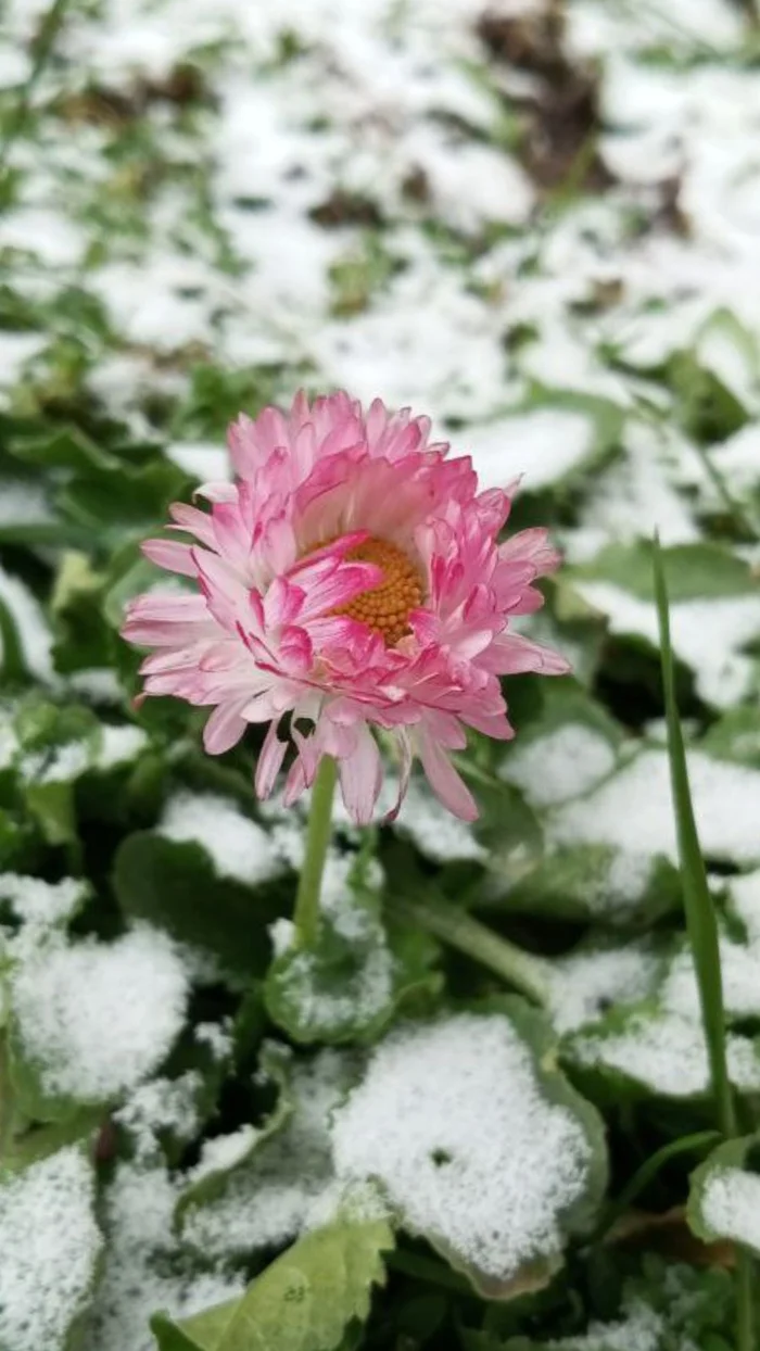 First snow - My, Mobile photography, Flowers, Snow, Dacha