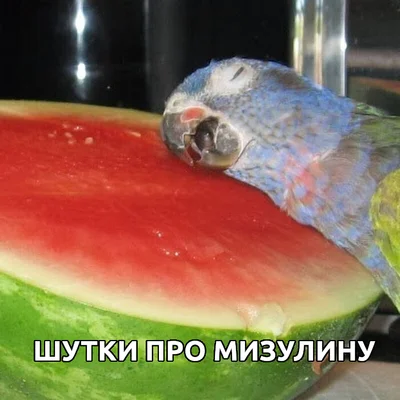 On the brown wave - My, Ekaterina Mizulina, Memes, A parrot, Watermelon