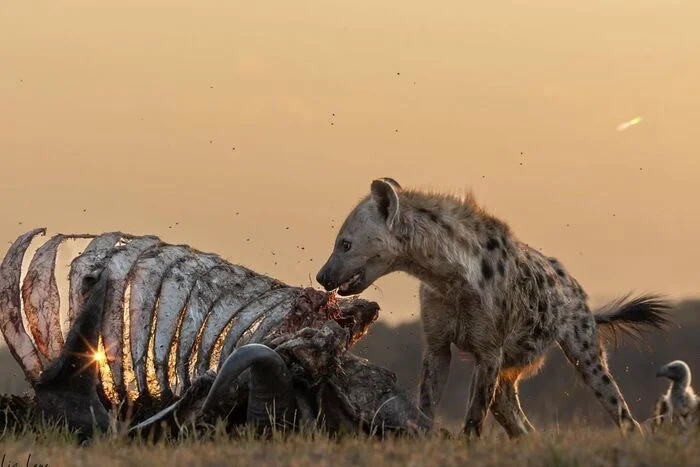 Evening meal - Hyena, Spotted Hyena, Predatory animals, Wild animals, wildlife, National park, South Africa, The photo, Remains, Mining, Edge, Skeleton