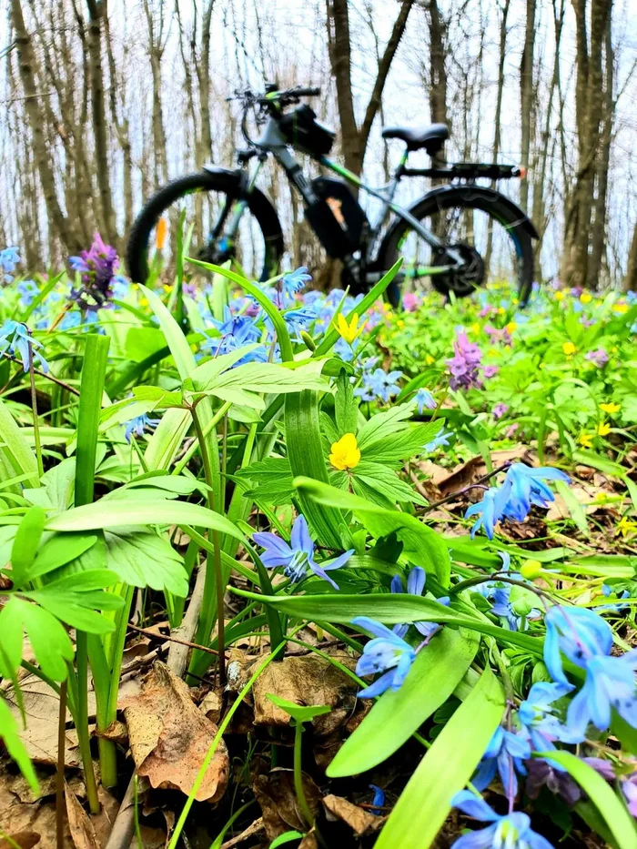 Forest, spring, electric bike - My, Forest, Spring