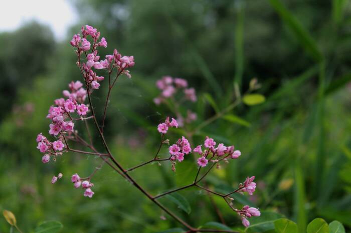 Buckwheat - My, The photo, Nature, Plants, Bloom