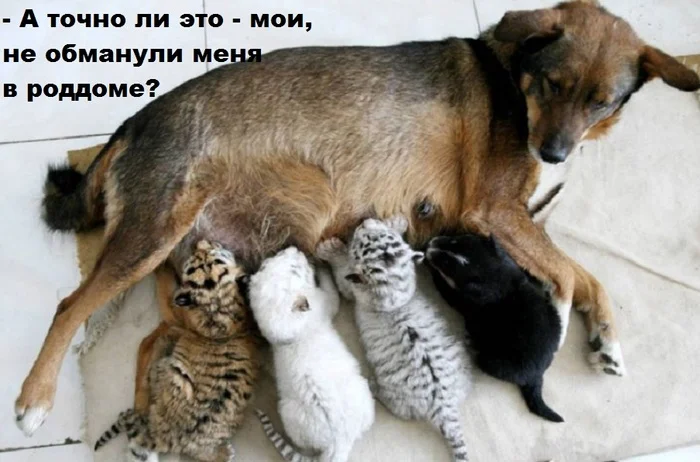 I suspected something... - Picture with text, Dog, Tiger cubs, Milota