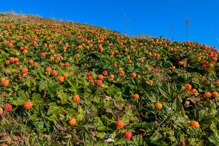 Cloudberry in Murmansk - My, Murmansk, Murmansk region, Images, Cloudberry