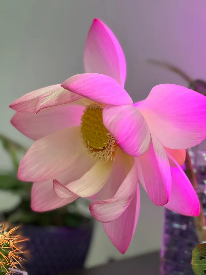 Lotus - My, Lotus, Flowers, beauty, Bloom, The photo, Houseplants