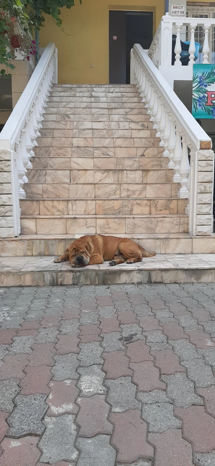 The border is locked - My, Dog, Dream, Abkhazia, Gagra, Longpost, Pets, The photo