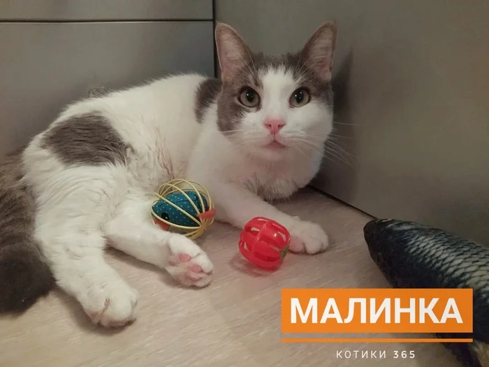 Malinka 09.12.2024 - cat, Homeless animals, Cat lovers, Pet the cat, Shelter