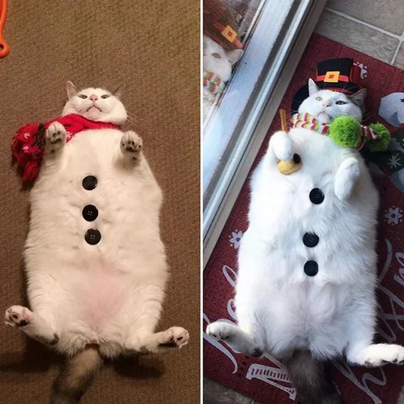 If you have a chubby white cat, you can make a snowman out of it. - cat, Outfit, snowman, Funny