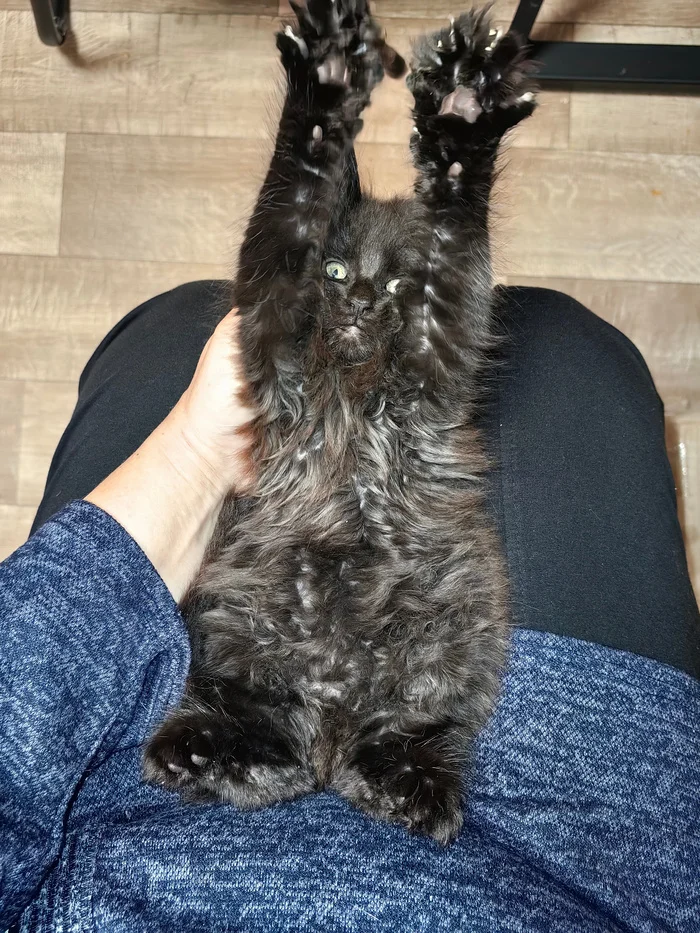 Новый член семьи - Моё, Котята, Погладь кота, Кошатники, Длиннопост, Кот, Домашние животные, Фотография