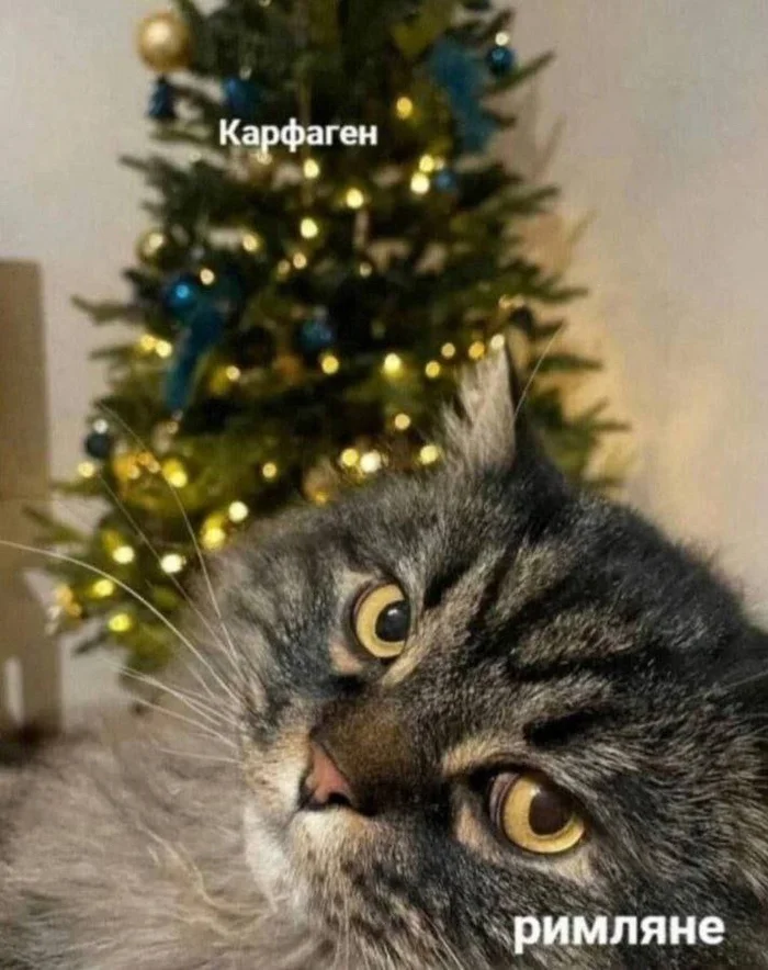 Annual battle - Picture with text, Humor, Carthage must be destroyed, Christmas tree, cat