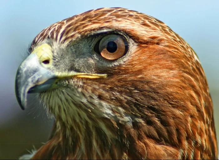 Ingenious Design: Why Is the Hawk's Eye Superior to Modern Technology? - My, Birds, Animals, Biology, Eyes, Uniqueness, Hunting, Ultraviolet, wildlife, Forest, Ability, Habits, Environment, Fluorescence, Navigation, Orientation, Longpost