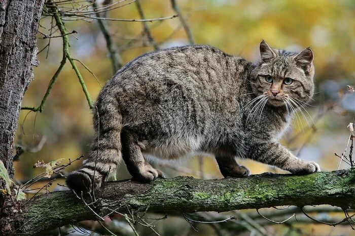 4 Wild Cats That Live in the Forests and Steppes of Russia - Rare view, Wild animals, Longpost, Cat family, Forest cat, Steppe Cat, Far Eastern Forest Cat, Jungle cat