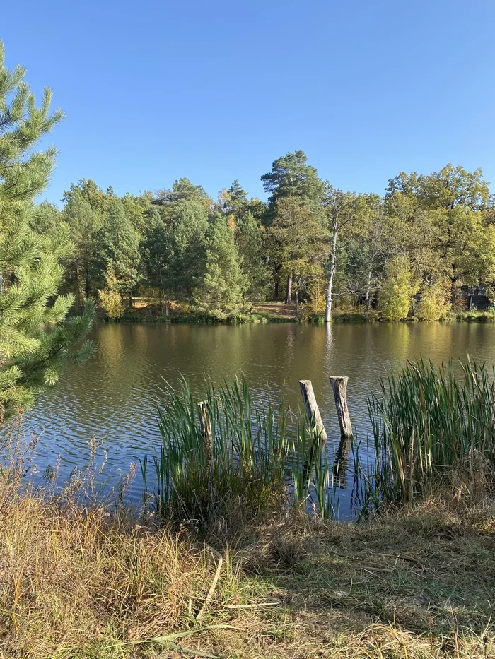 Indian Summer. October - My, Mobile photography, Autumn, Oryol Region, Nature, Indian summer, Landscape, Longpost